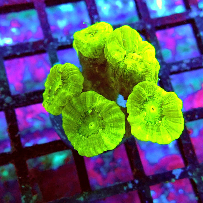 Candy Cane Premium Frag