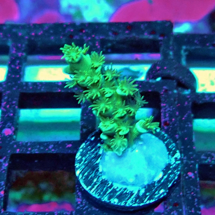 REx Green Blue Pink Scale Tenuis Acro