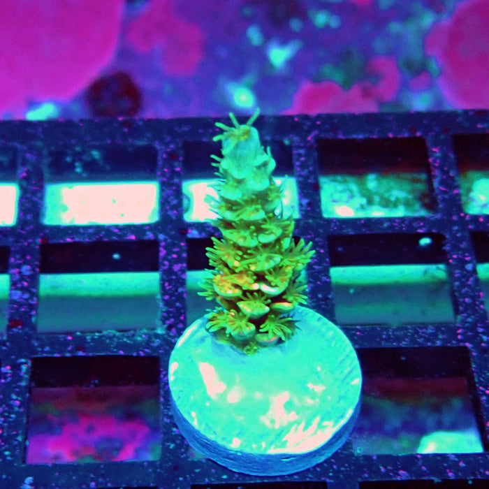 REx Green Blue Pink Scale Tenuis Acro