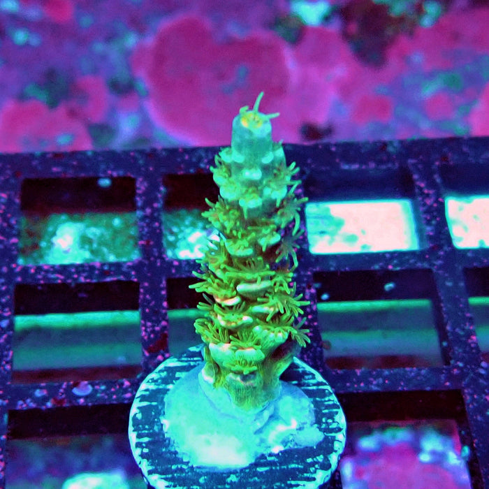 REx Green Blue Pink Scale Tenuis Acro