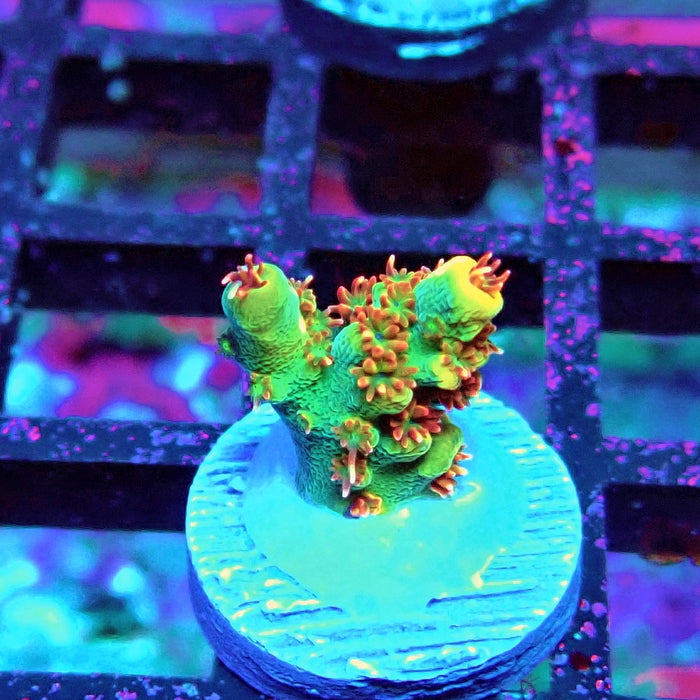 REx Dreamer Acro