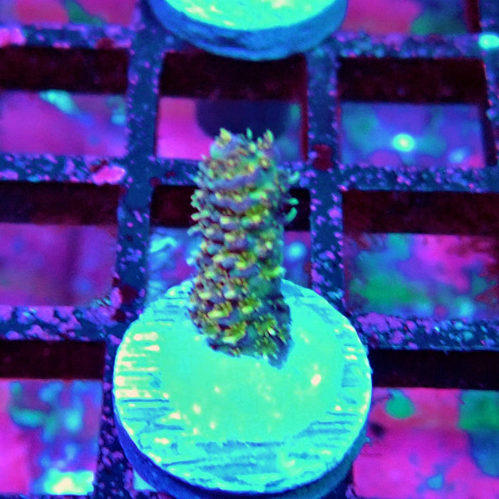 REx Quadricolor Mille Acro