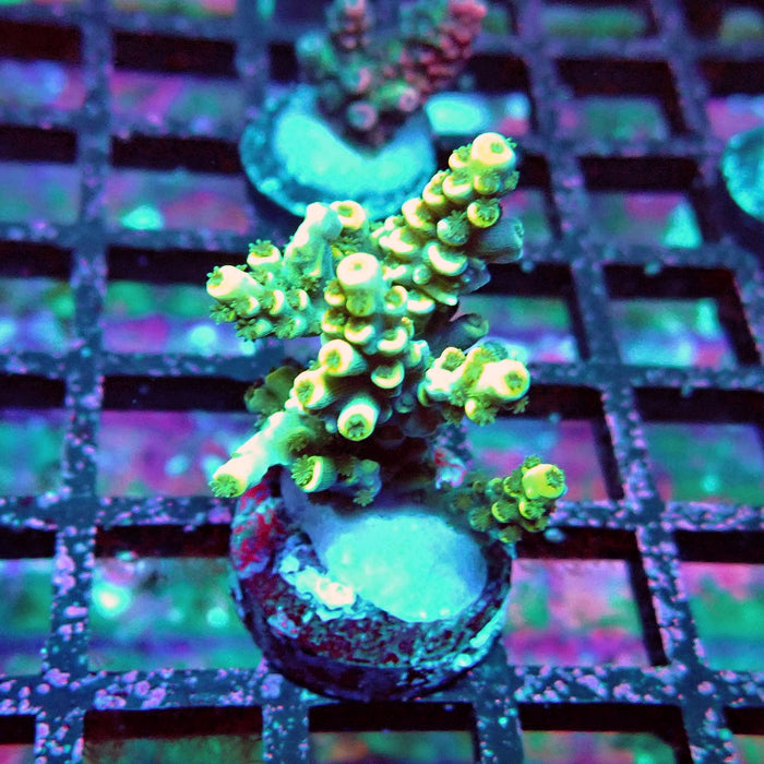 Golden Smoke Tenuis Acro