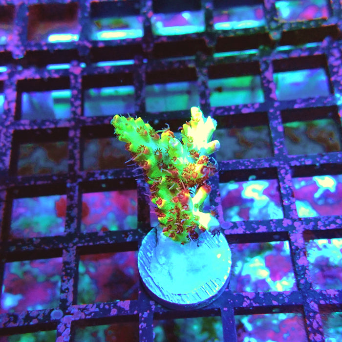 Short Cake Acro