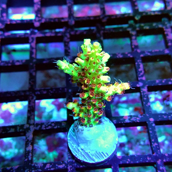 Short Cake Acro