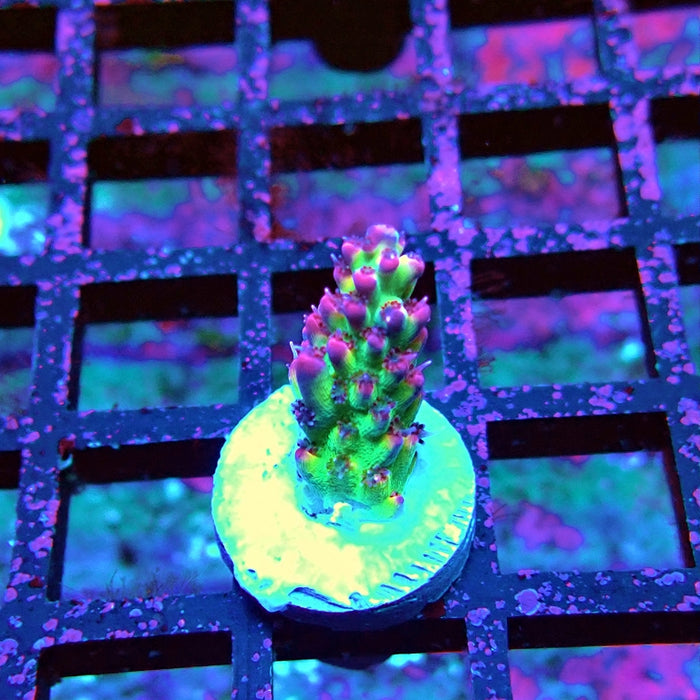 Pink Microclados Acro