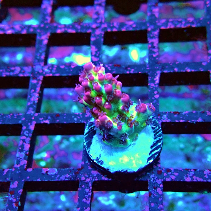 Pink Microclados Acro