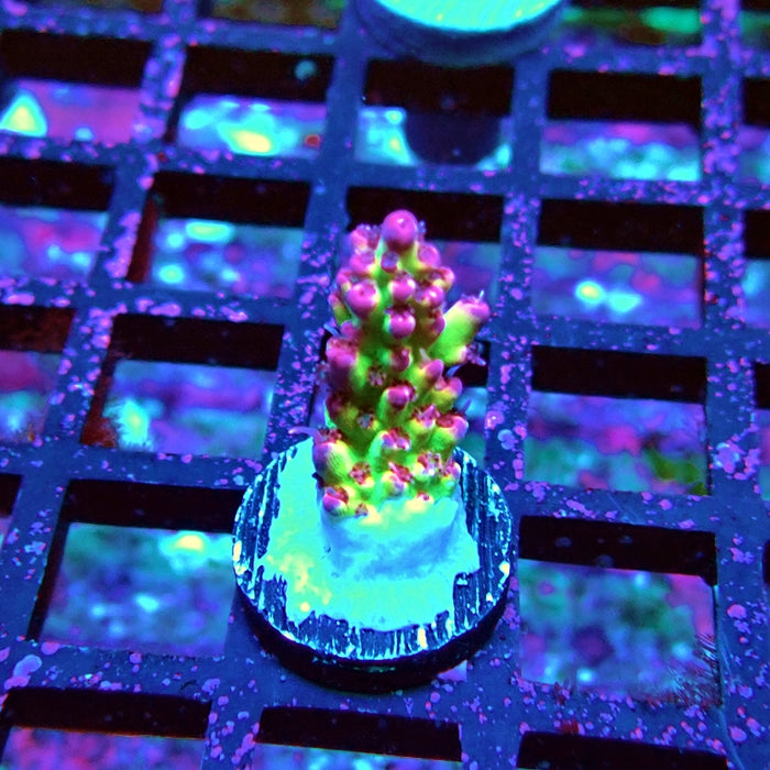 Pink Microclados Acro