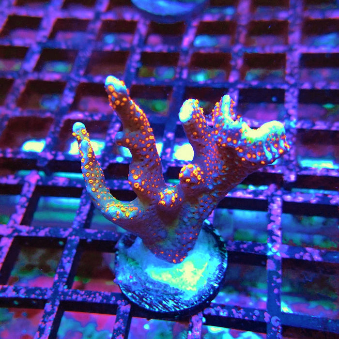 Montipora bulgum