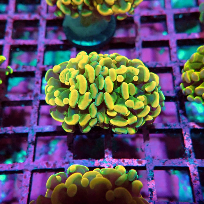 Orange Branch Hammer Euphyllia