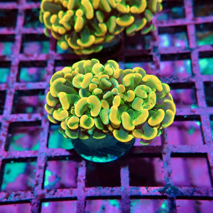 Orange Branch Hammer Euphyllia