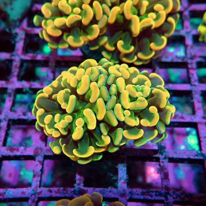 Orange Branch Hammer Euphyllia