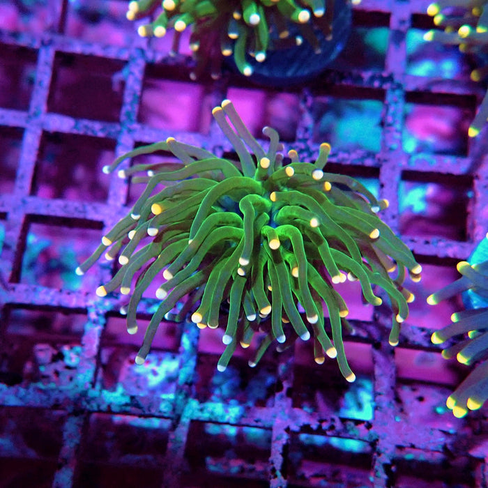 Green Torch Euphyllia Orange Tips