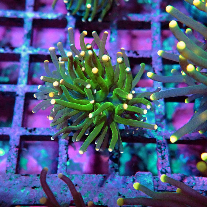 Green Torch Euphyllia Orange Tips