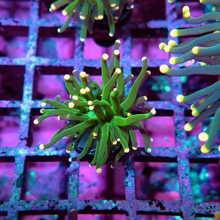 Green Torch Euphyllia Orange Tips