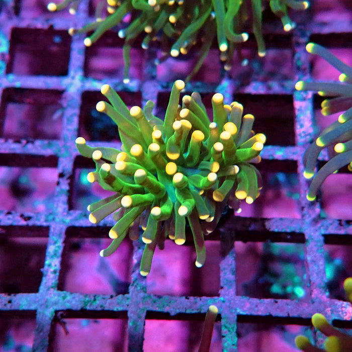 Green Torch Euphyllia Orange Tips