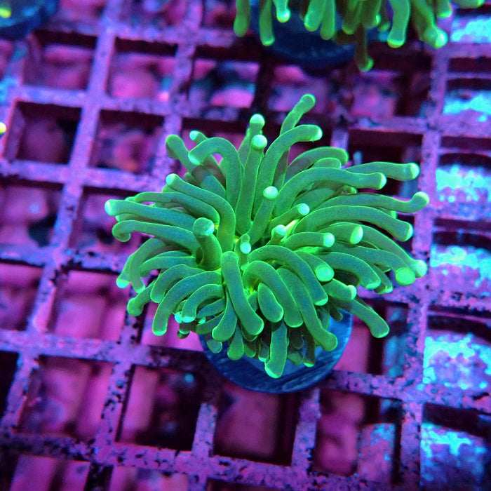 Green Torch Euphyllia