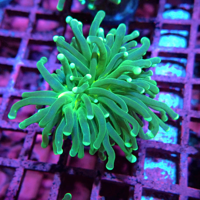 Green Torch Euphyllia