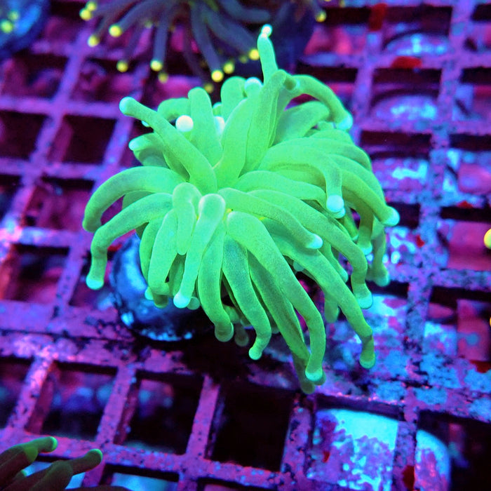 Green Torch Euphyllia