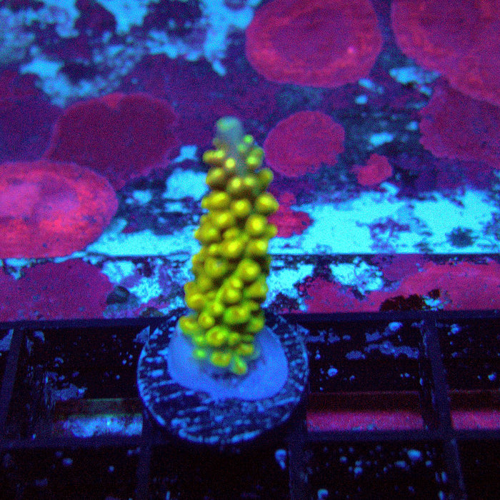 Crowned Godlin Acro