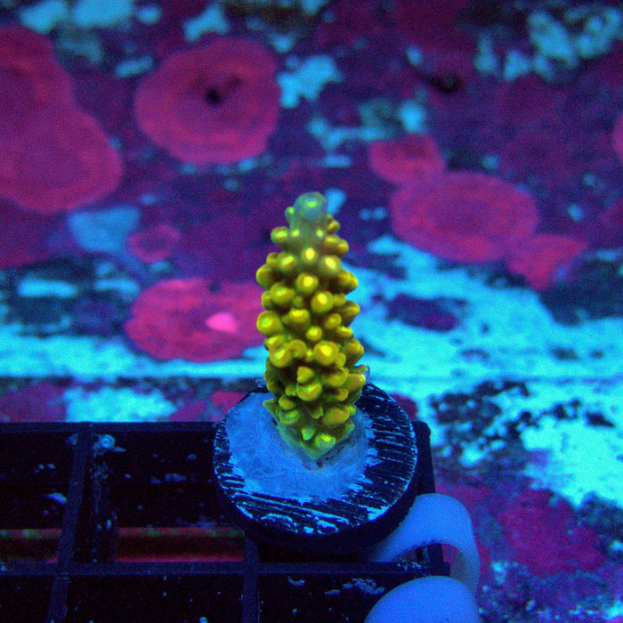 Crowned Godlin Acro