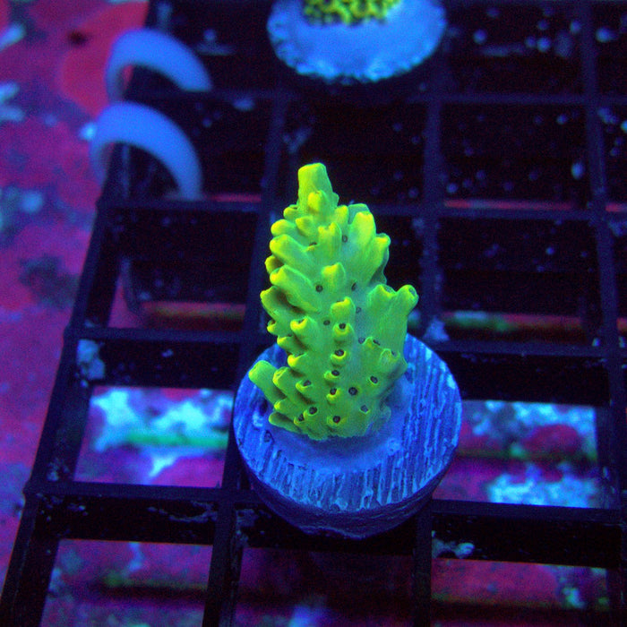 Gold Green Pikachu Acro