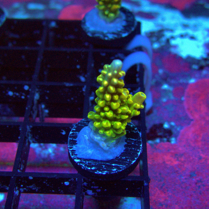 Crowned Godlin Acro