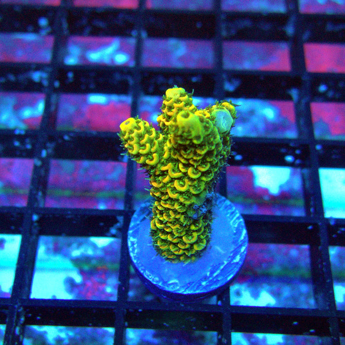 Sunset Millepora