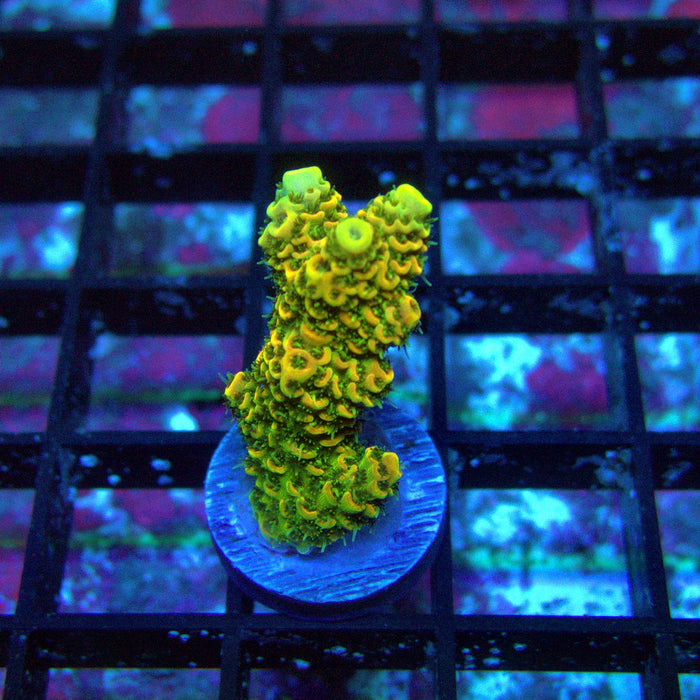 Sunset Millepora