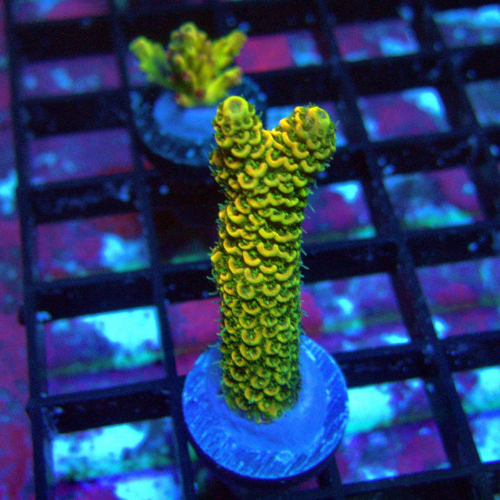 Sunset Millepora