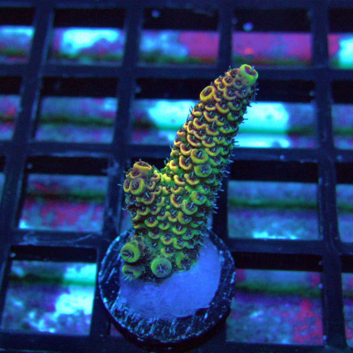 Gold Rainbow Mille