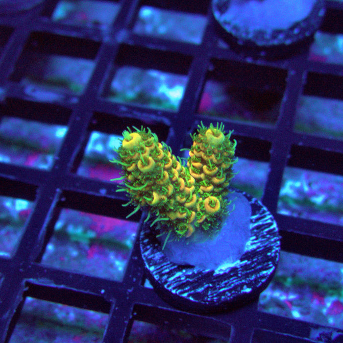 Sunset Millepora