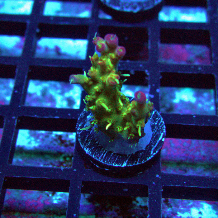 REx Rainbow Worms Acro