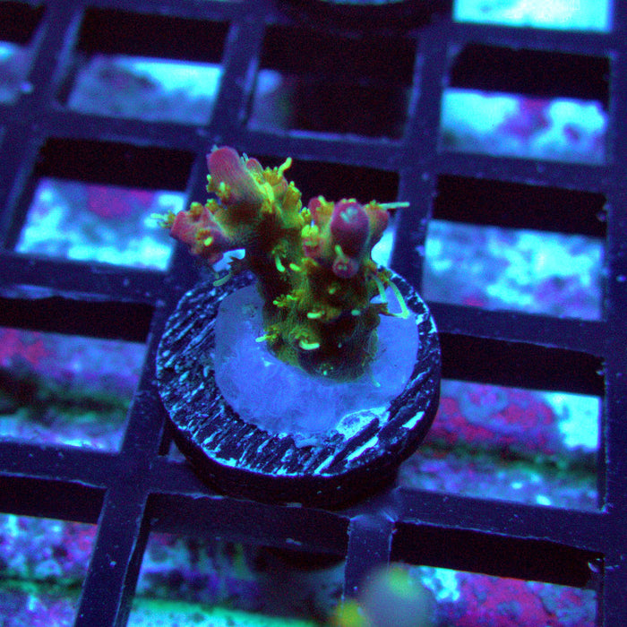 REx Rainbow Worms Acro