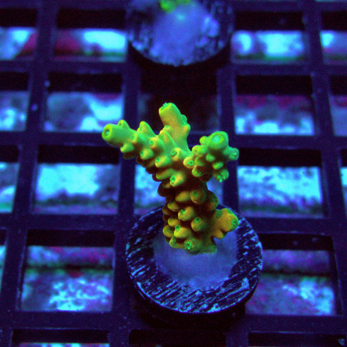 REx Yellow Frodo Acro