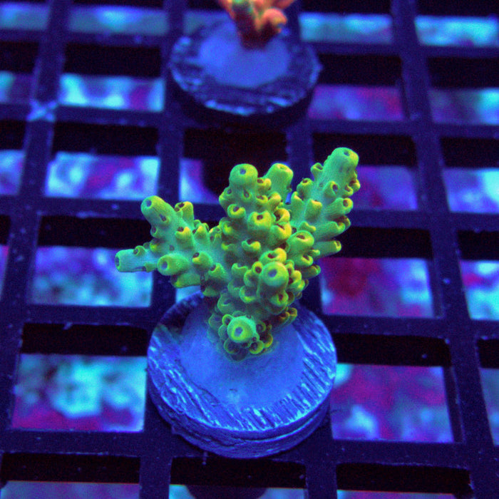 Green Yellow Pikachu Acro