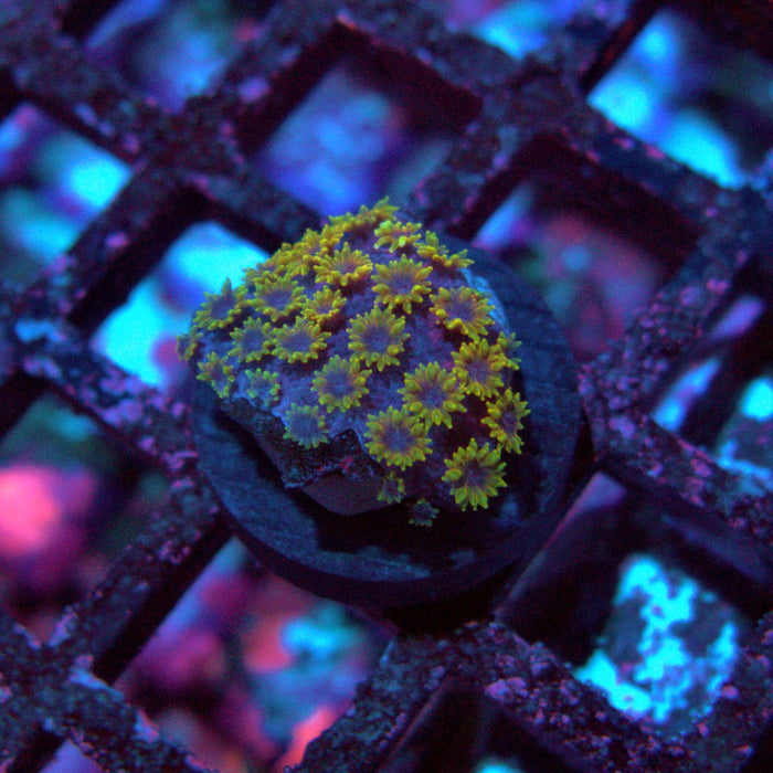 Goniopora Ultra Frag