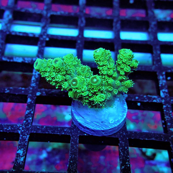 Green Florida Acro