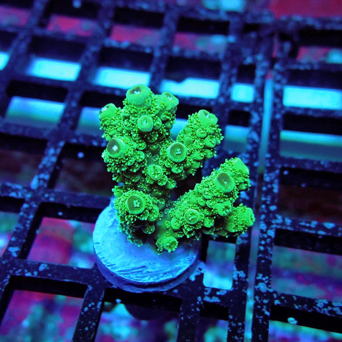 Green Florida Acro