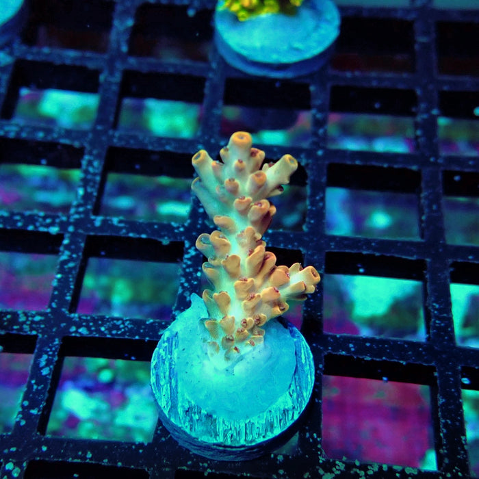 Orange Microclados Acro