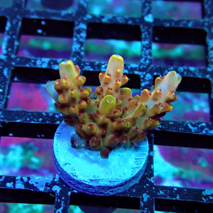 Pink-Purple Phoenix Acro