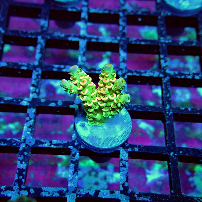 Green Pink Scale Tenuis Acro