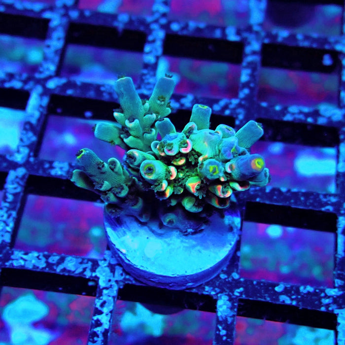 Green Blue Pink Scale Tenuis Acro