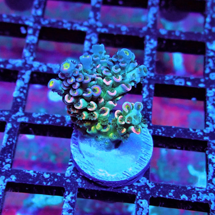 Green Blue Pink Scale Tenuis Acro