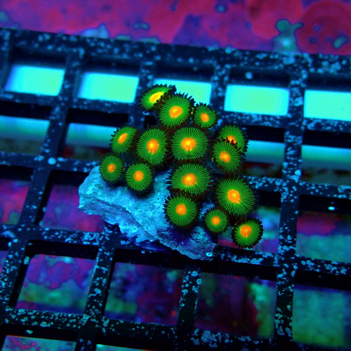 Ultra Zoas Frag