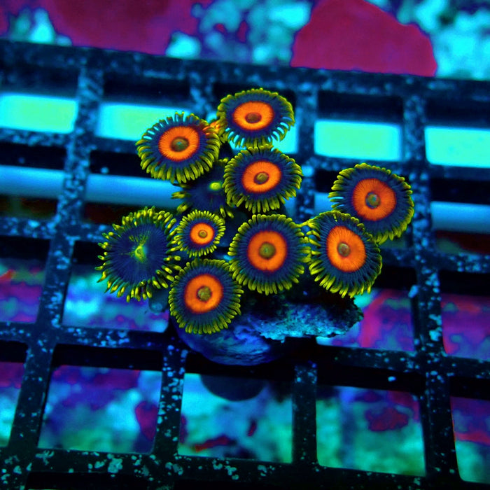 Ultra Zoas Frag