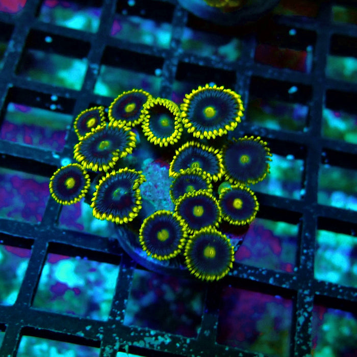 Ultra Zoas Frag