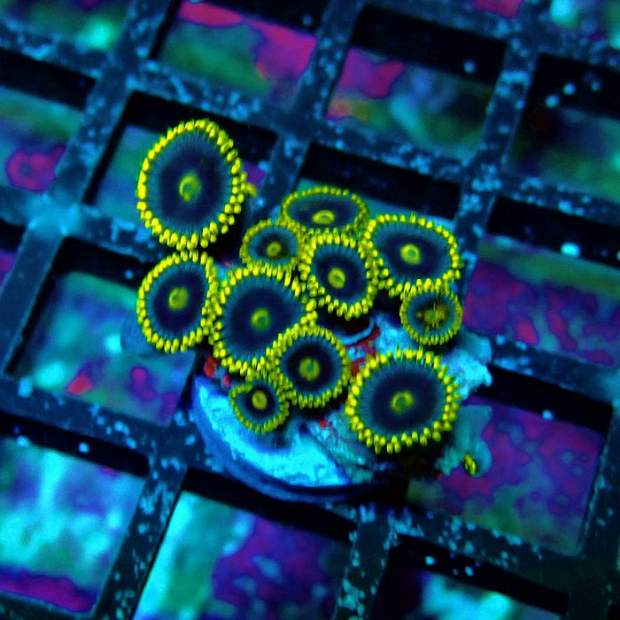 Ultra Zoas Frag