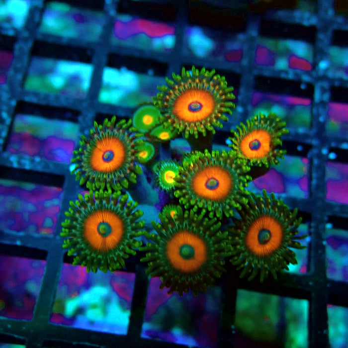 Ultra Zoas Frag