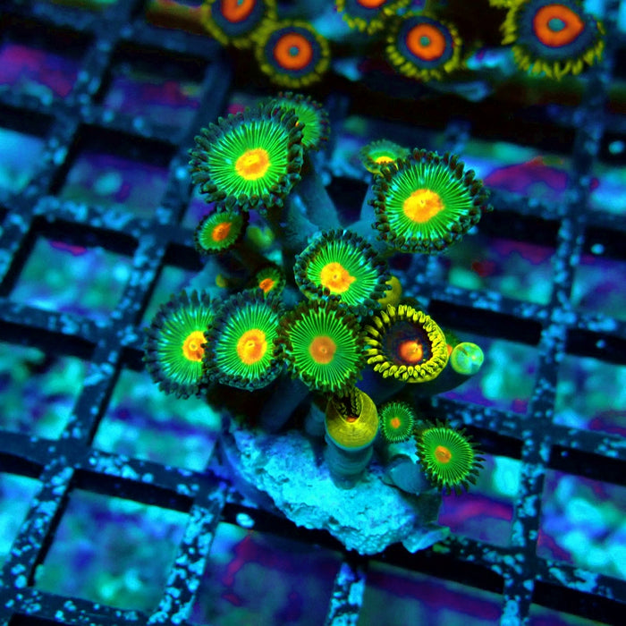 Ultra Zoas Frag